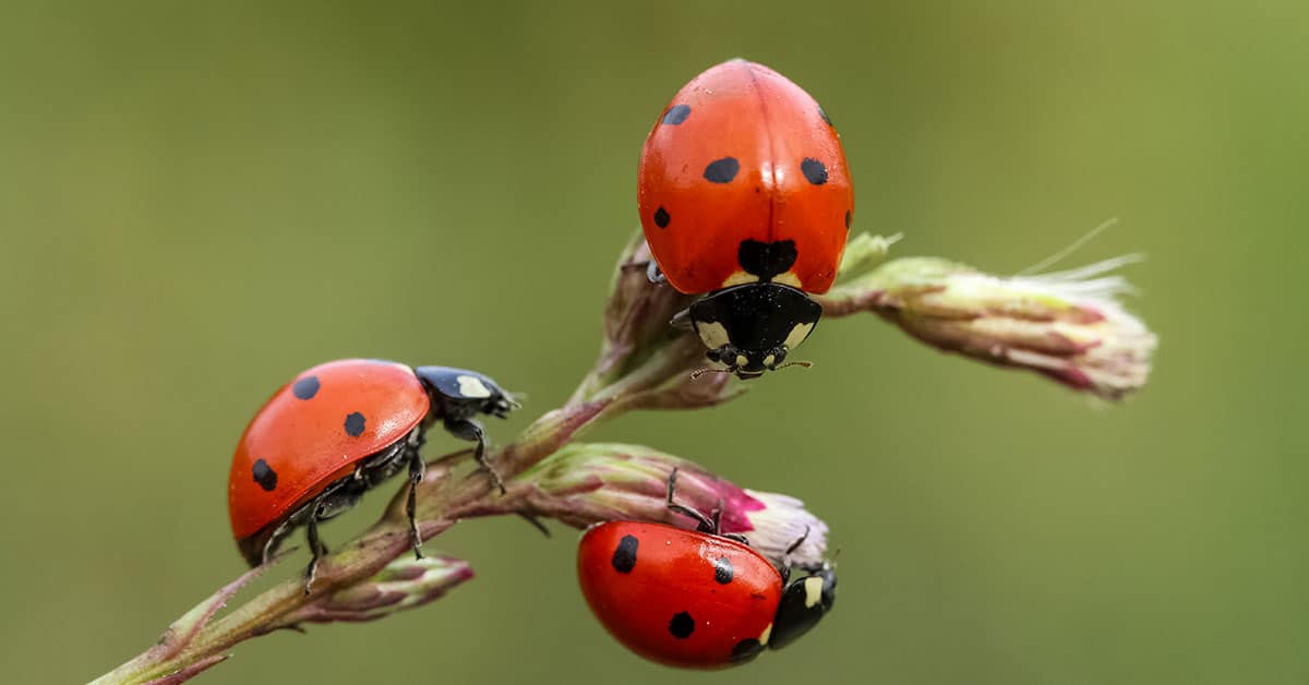 Ladybugs Everywhere - Mr Buggs Pest Patrol