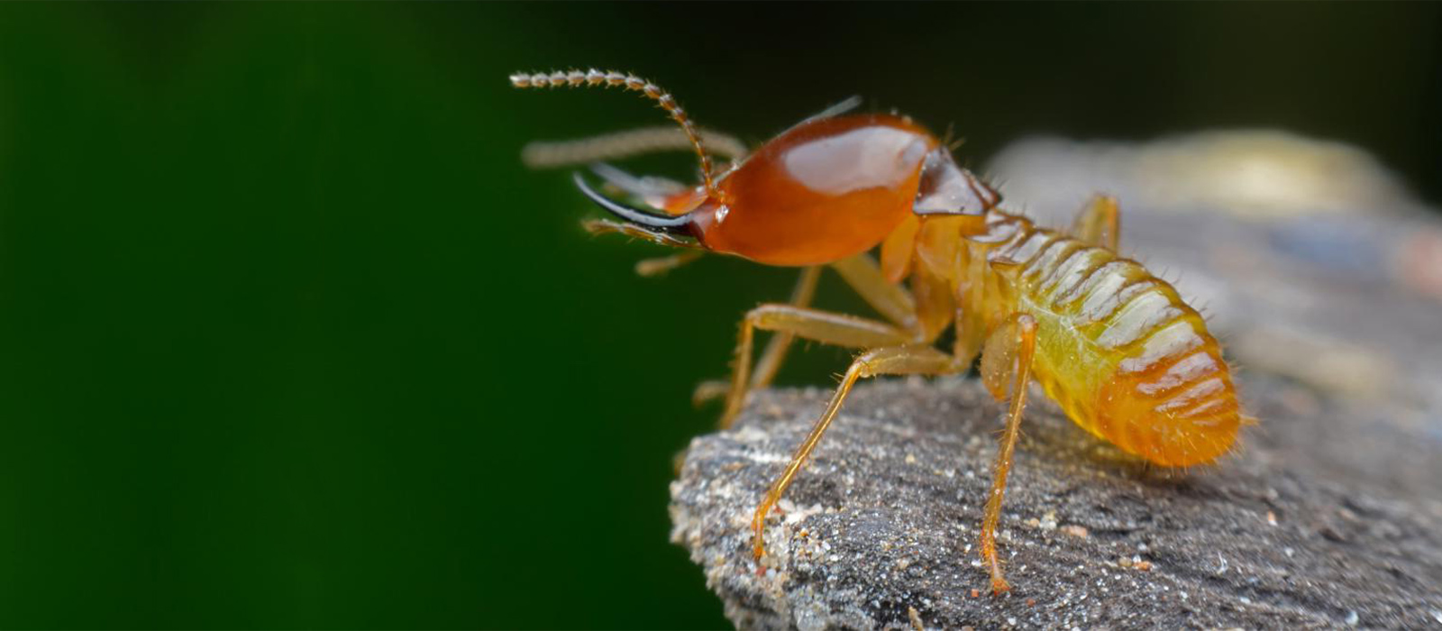 Ladybugs Everywhere - Mr Buggs Pest Patrol