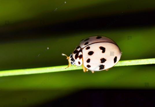 20+ Brown Ladybugs Identification Made Easy (Pictures Included)