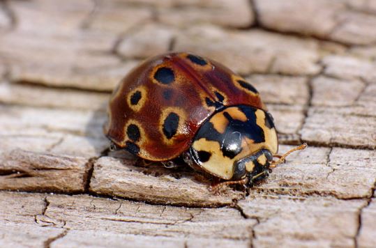 Are Lady Bugs Poisonous?