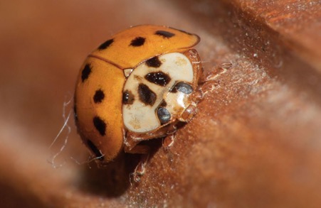 The Asian Lady Beetle  